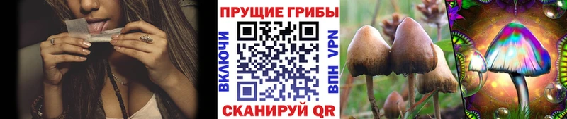 Галлюциногенные грибы Psilocybine cubensis  Сортавала 